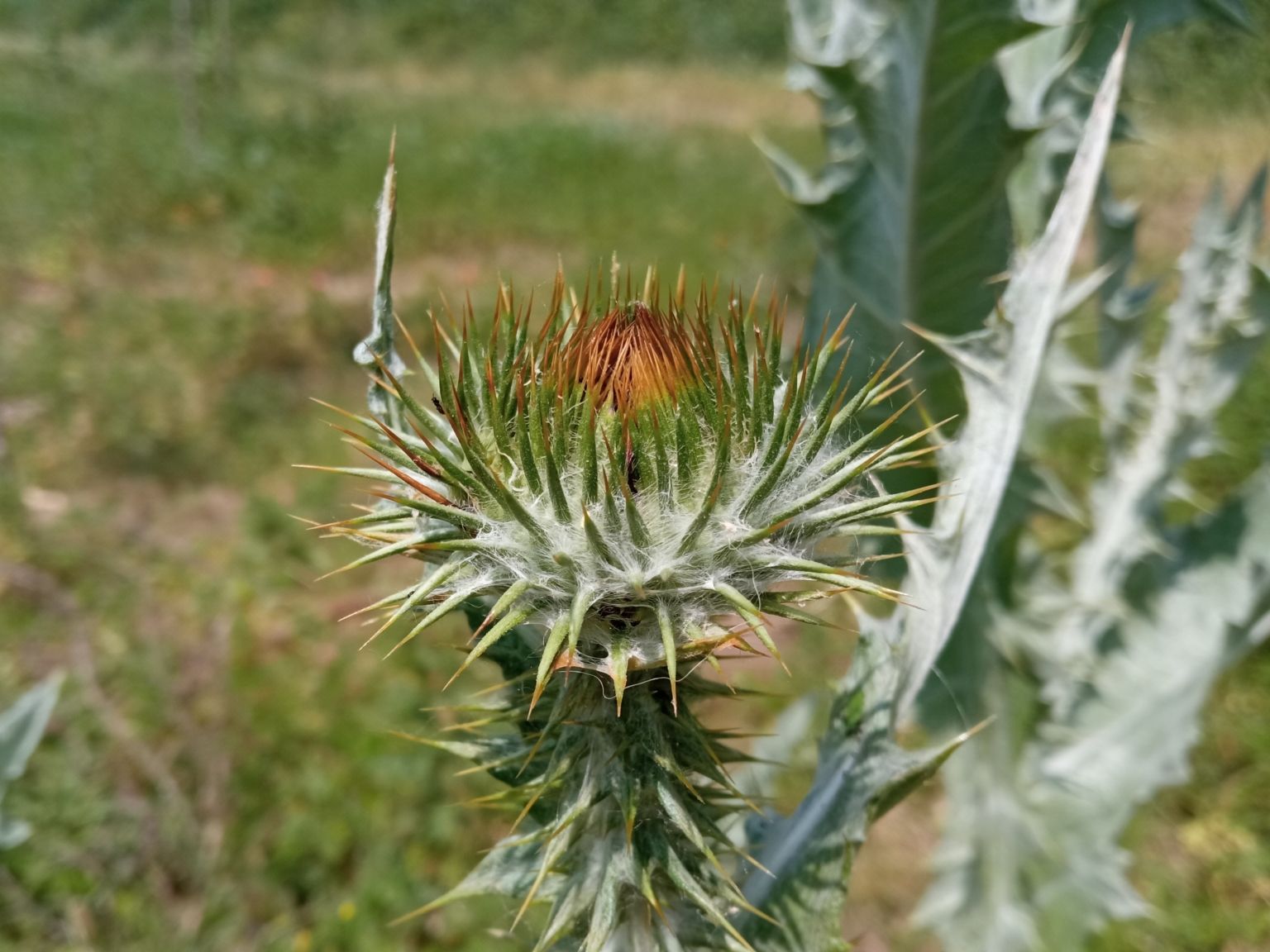 Onopordum acanthium acanthium