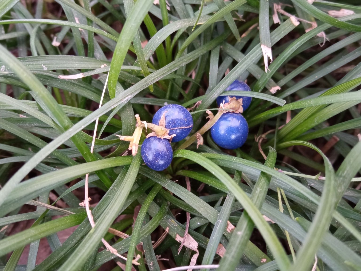 Ophiopogon japonicus