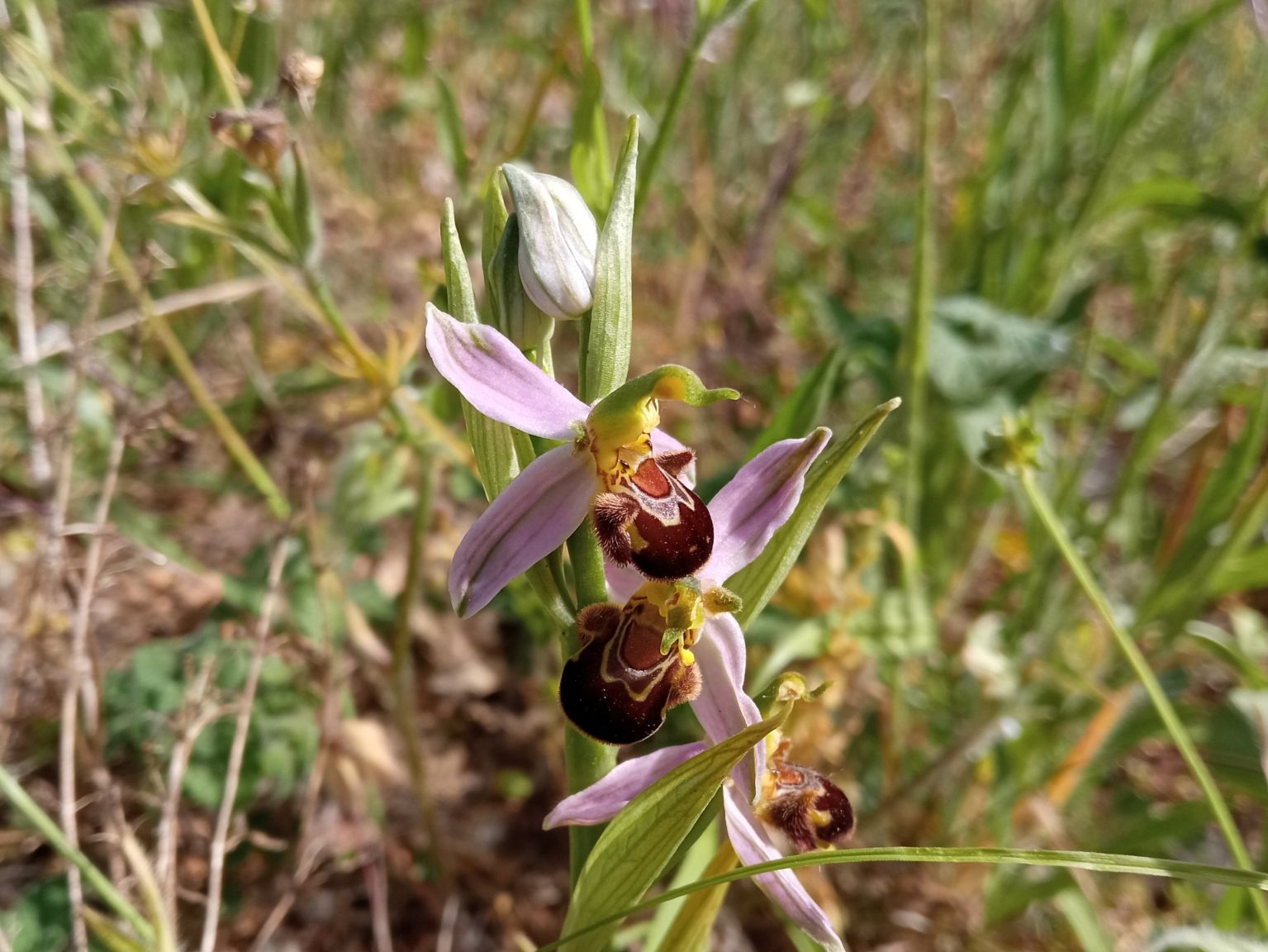 Ophrys apifera