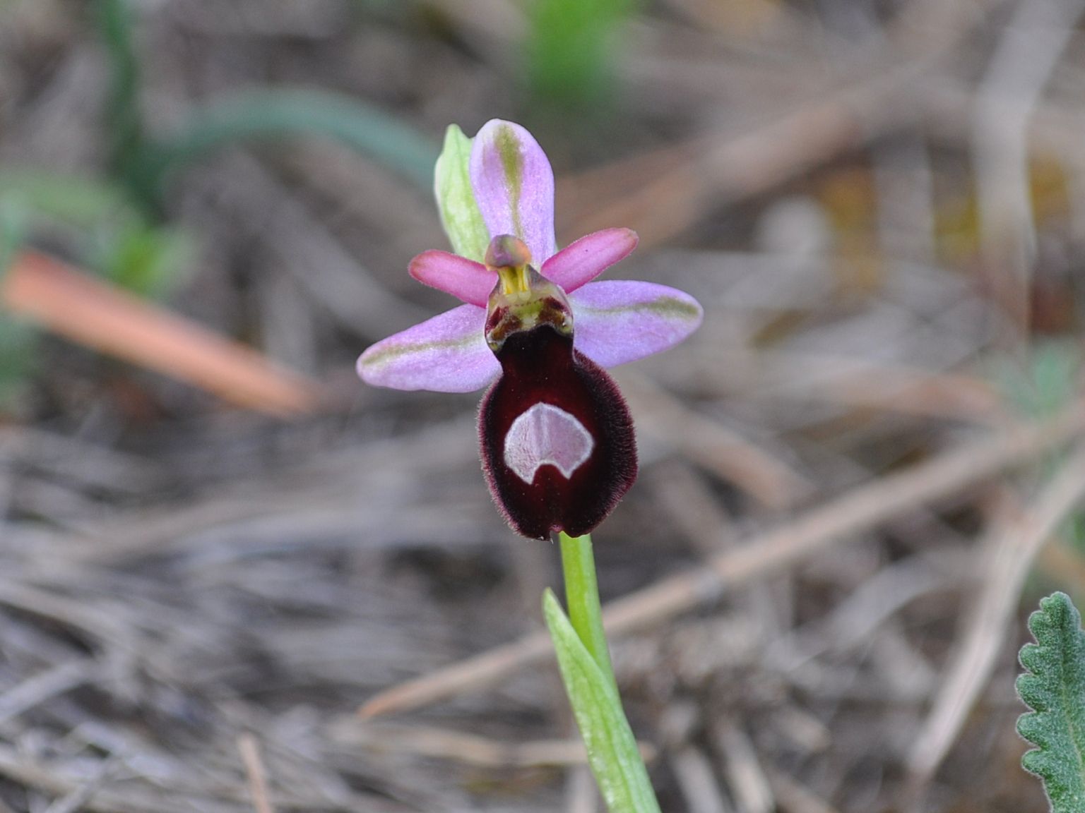 Ophrys catalaunica