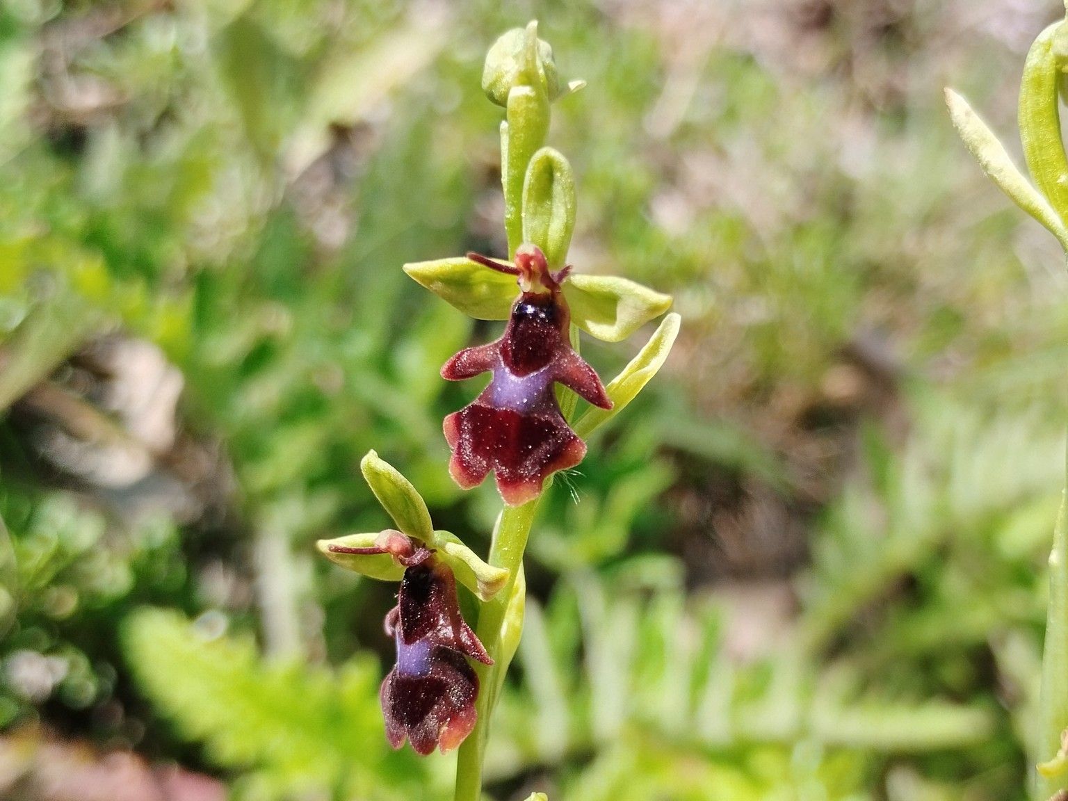Ophrys insectifera