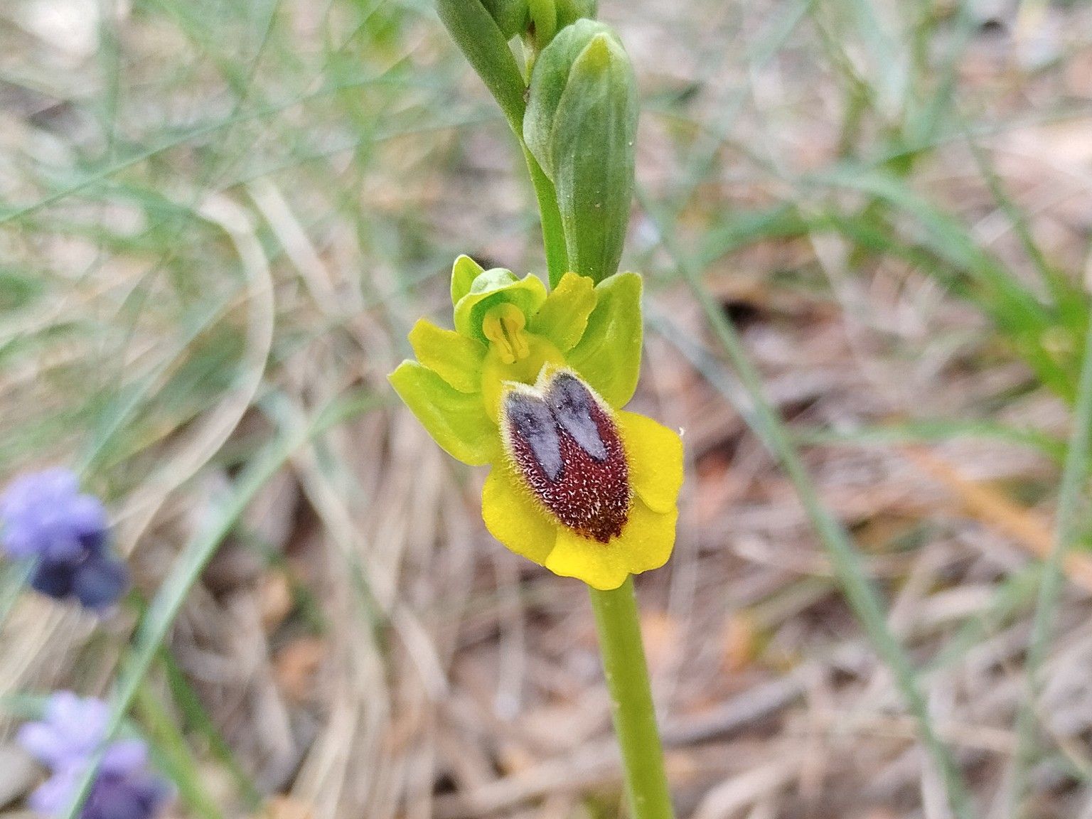 Ophrys lutea