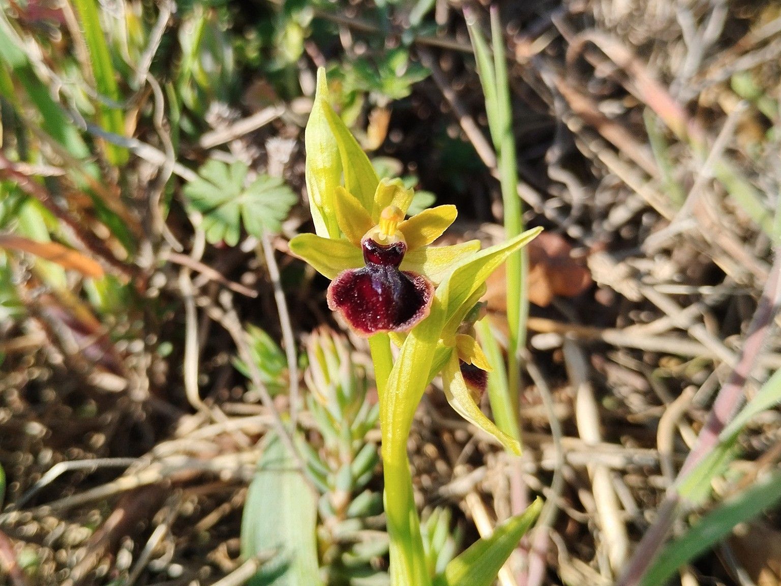 Ophrys passionis