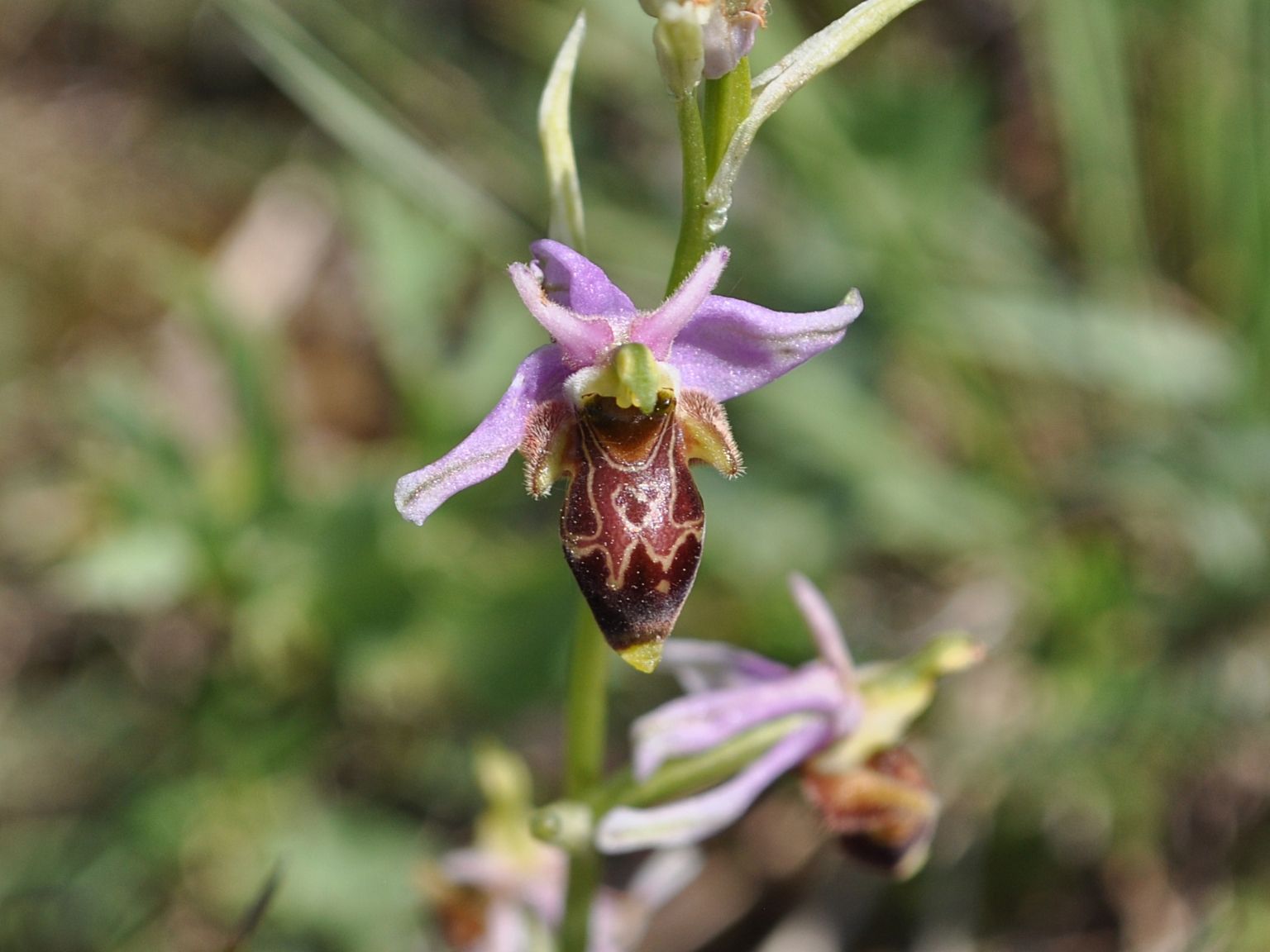 Ophrys scolopax