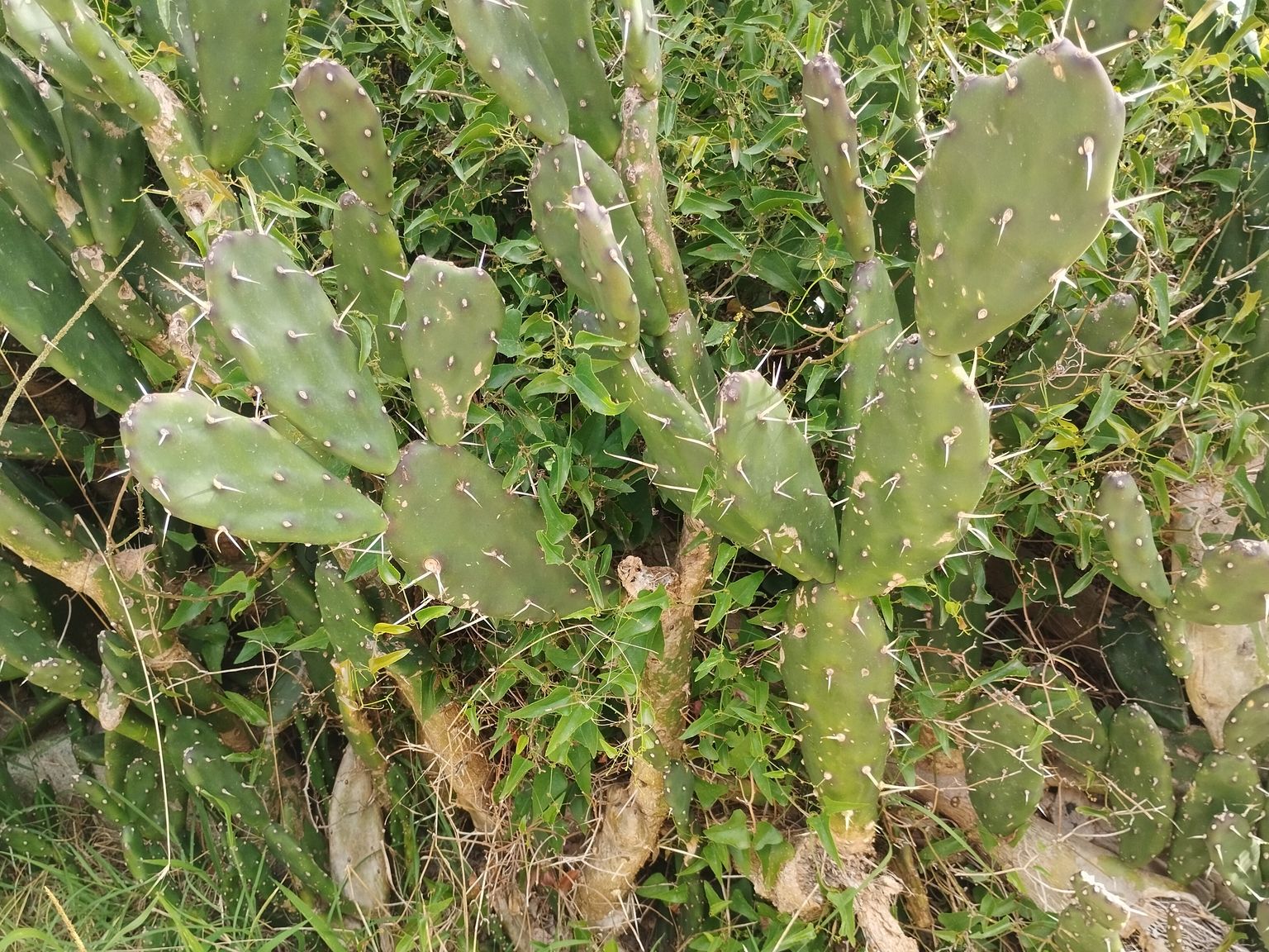 Opuntia canterae