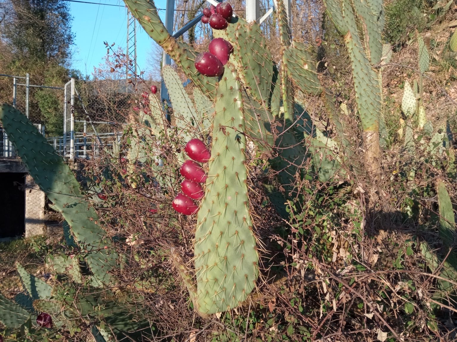 Opuntia engelmannii lindheimeri