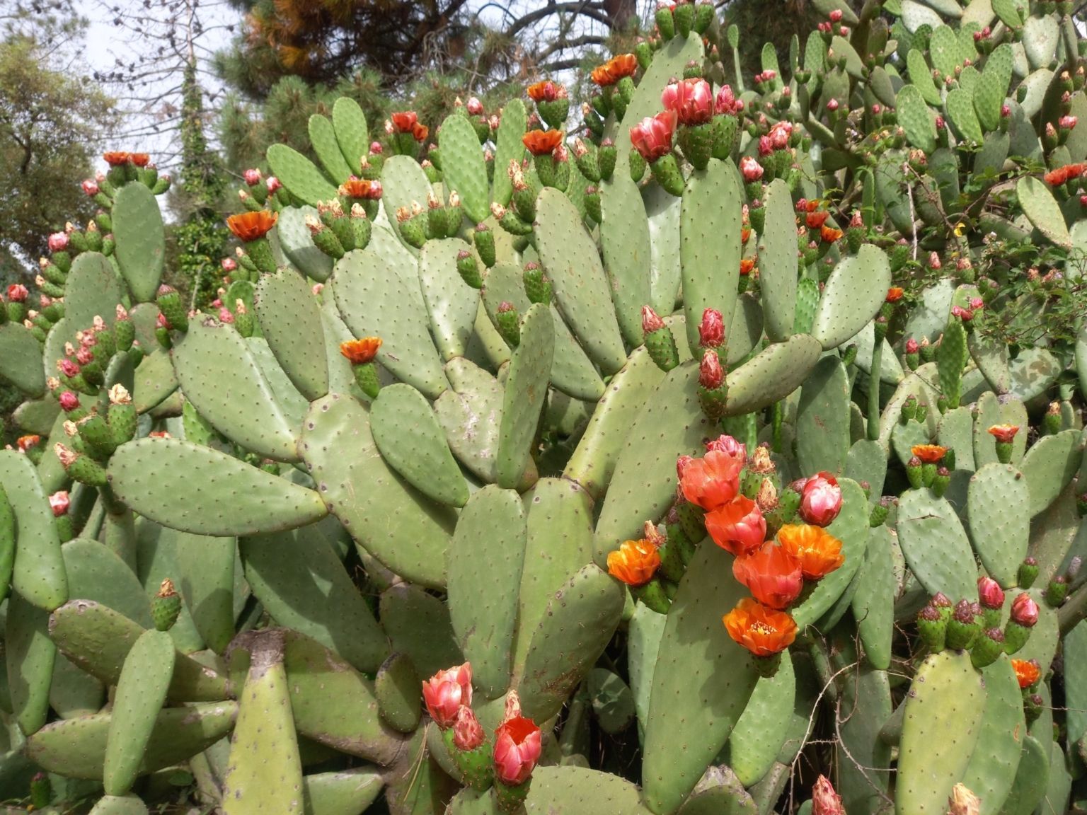Opuntia ficus-indica