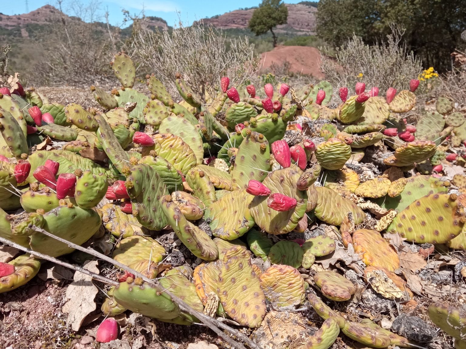 Opuntia mesacantha mesacantha