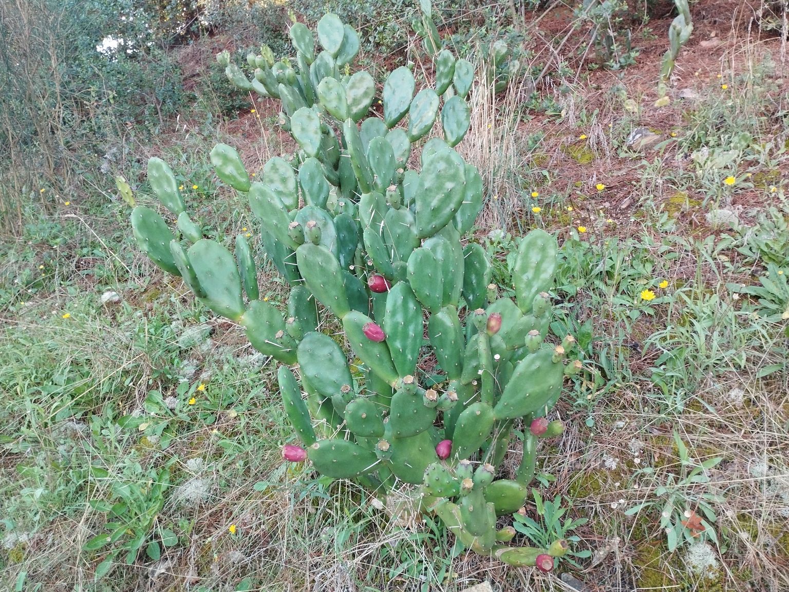 Opuntia rioplatensis