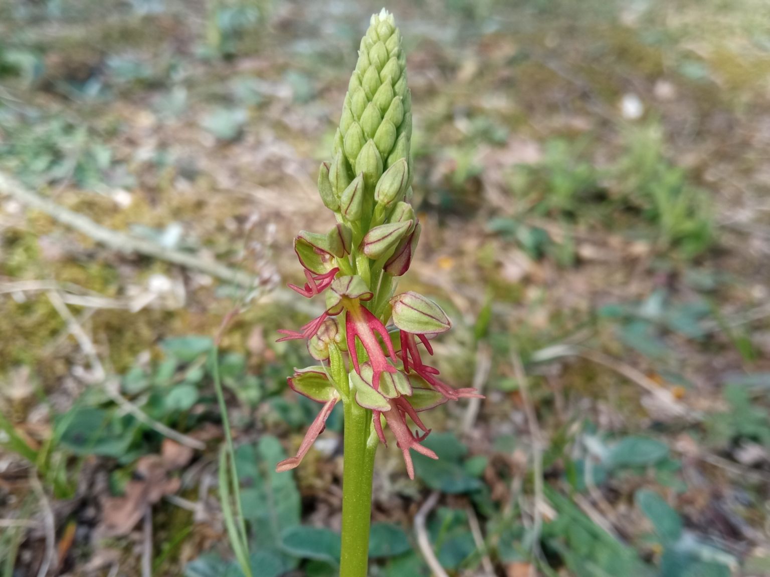 Orchis anthropophora