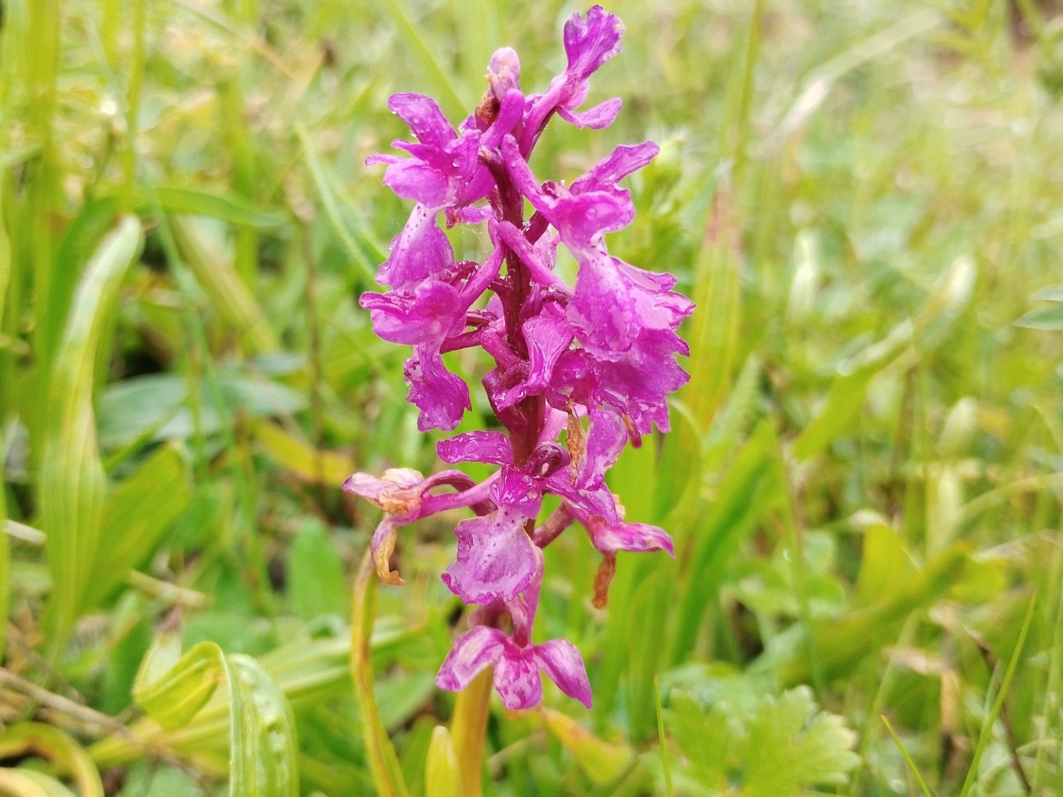 Orchis mascula