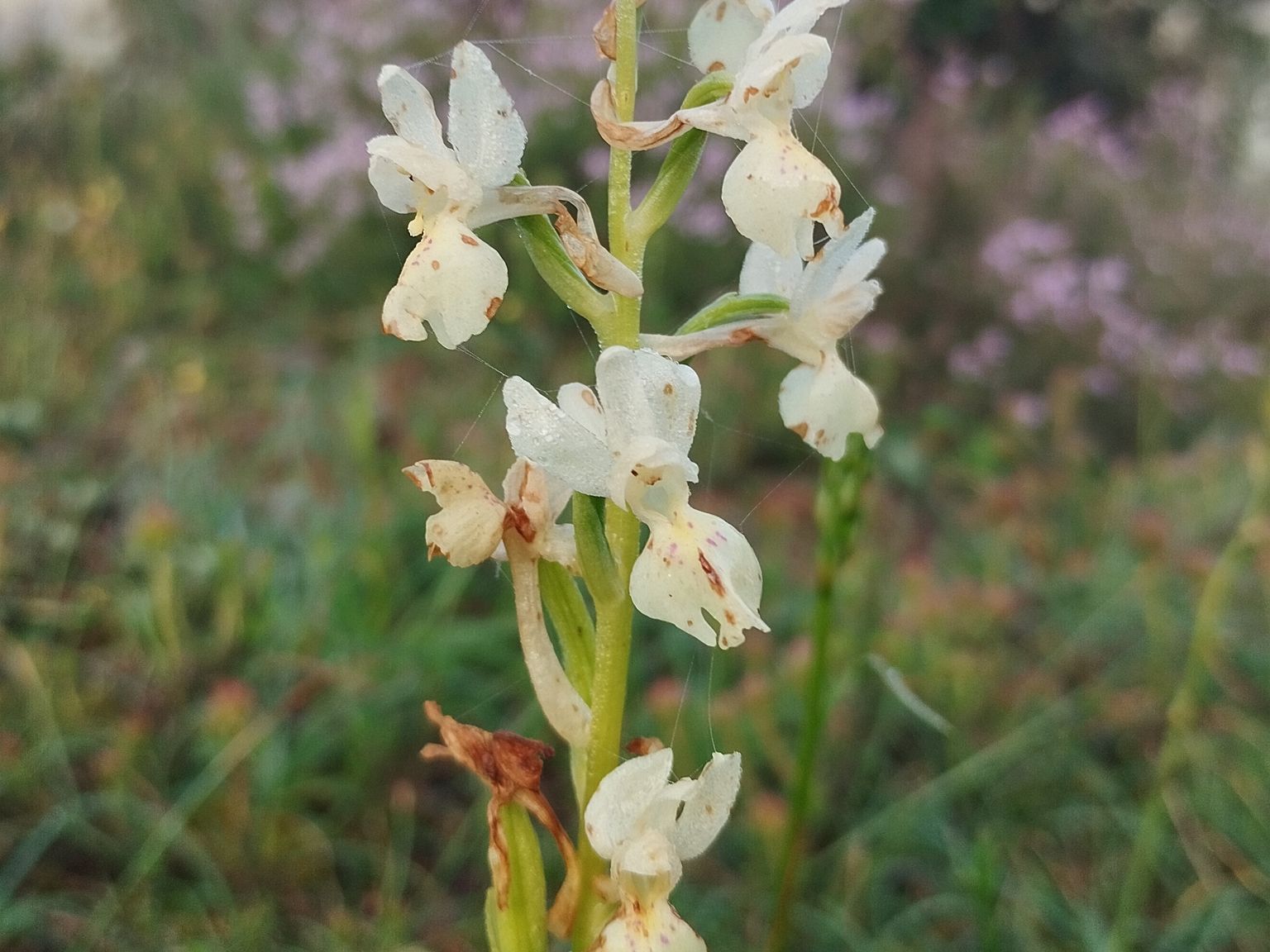 Orchis provincialis