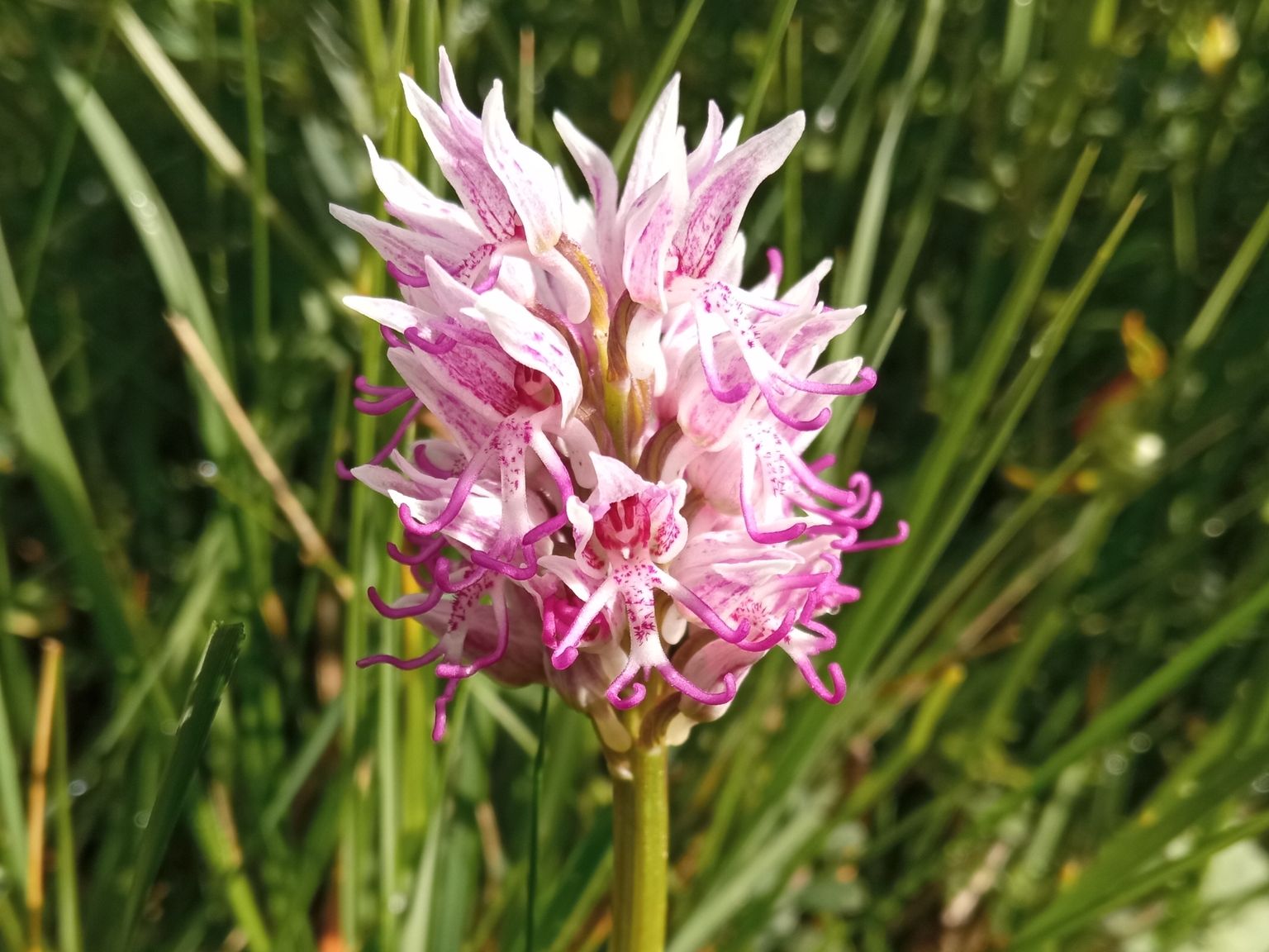 Orchis simia simia