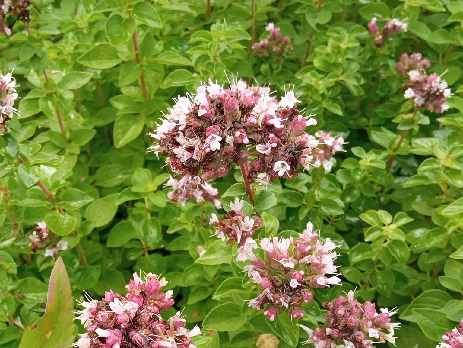 Origanum vulgare