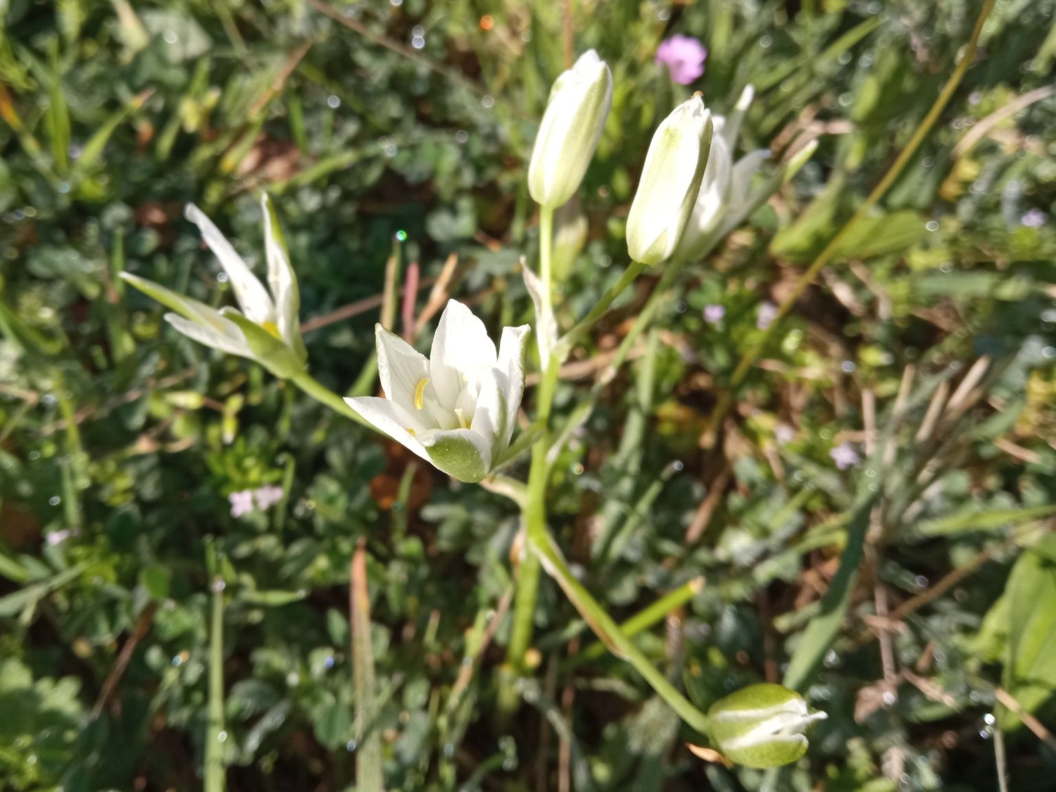 Ornithogalum divergens