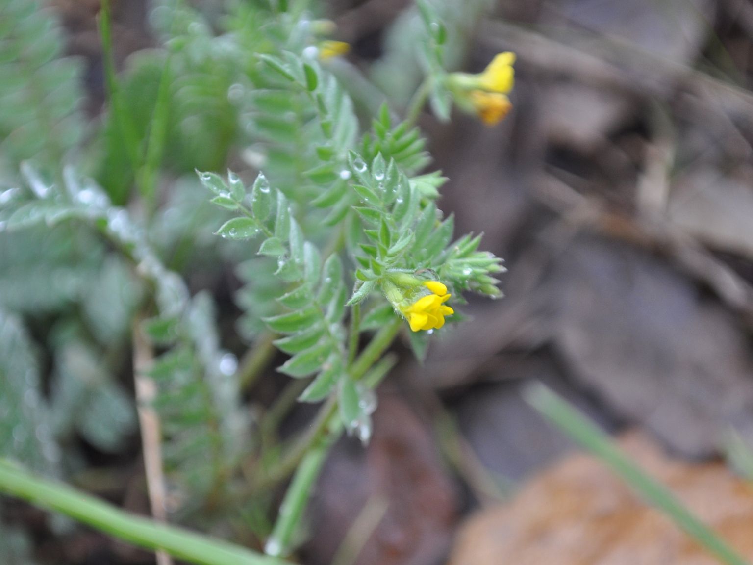 Ornithopus compressus