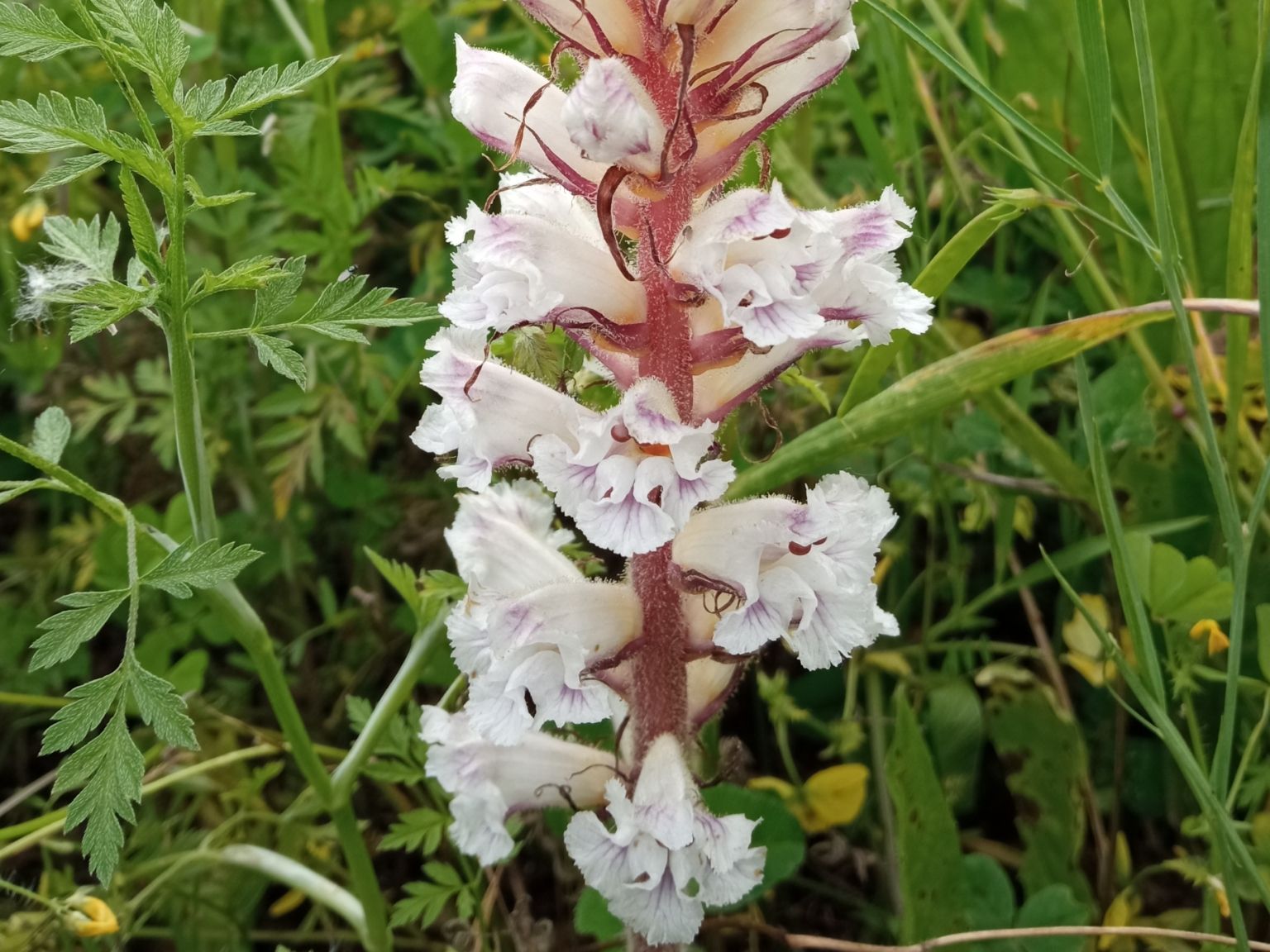 Orobanche crenata