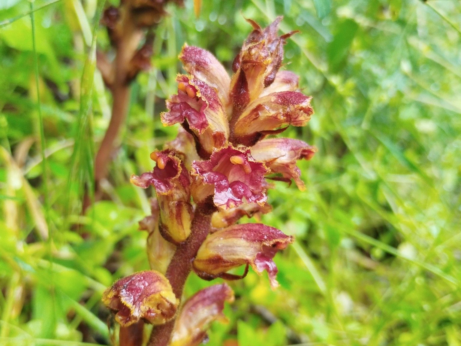 Orobanche gracilis