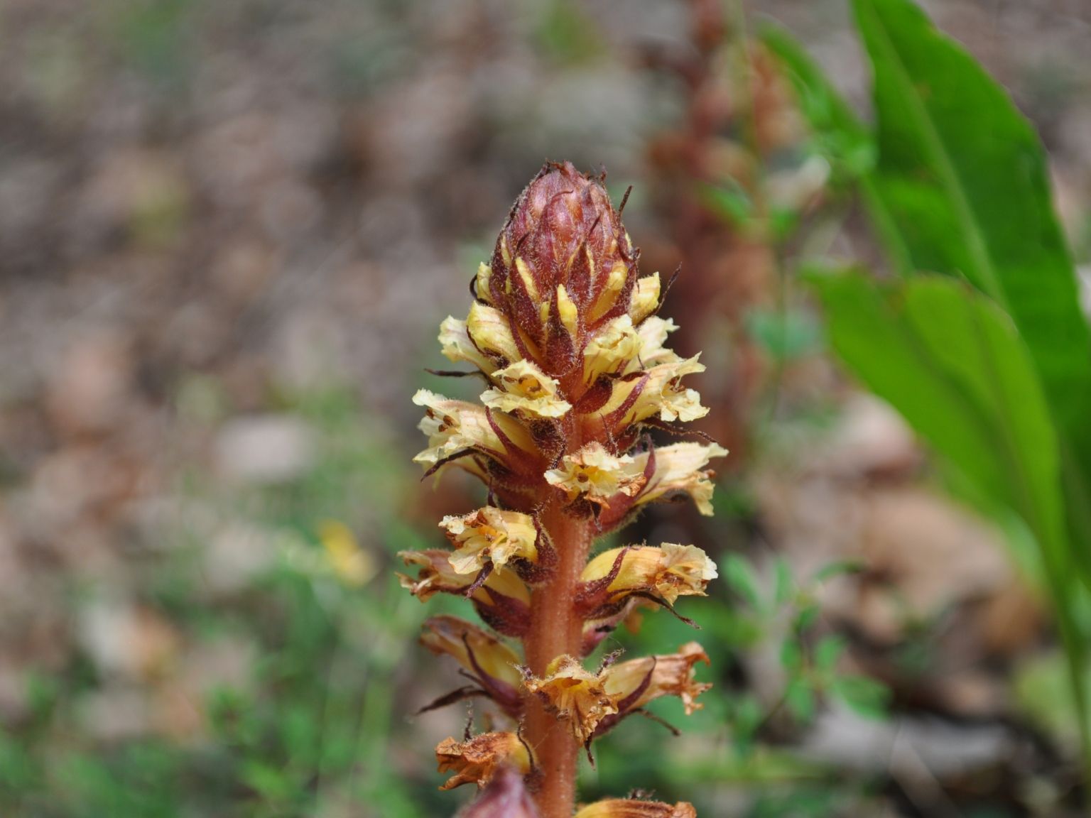 Orobanche hederae