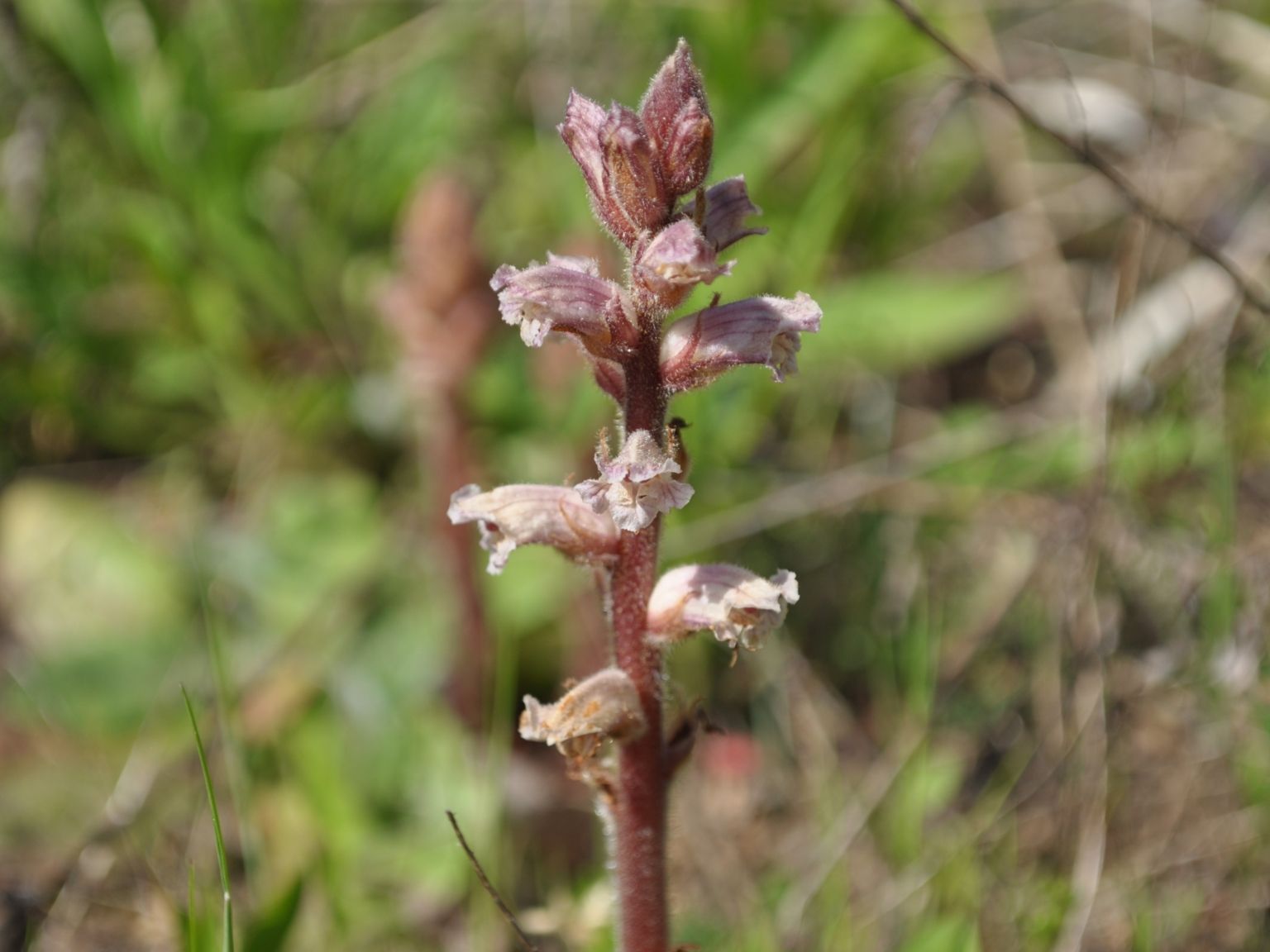 Orobanche minor