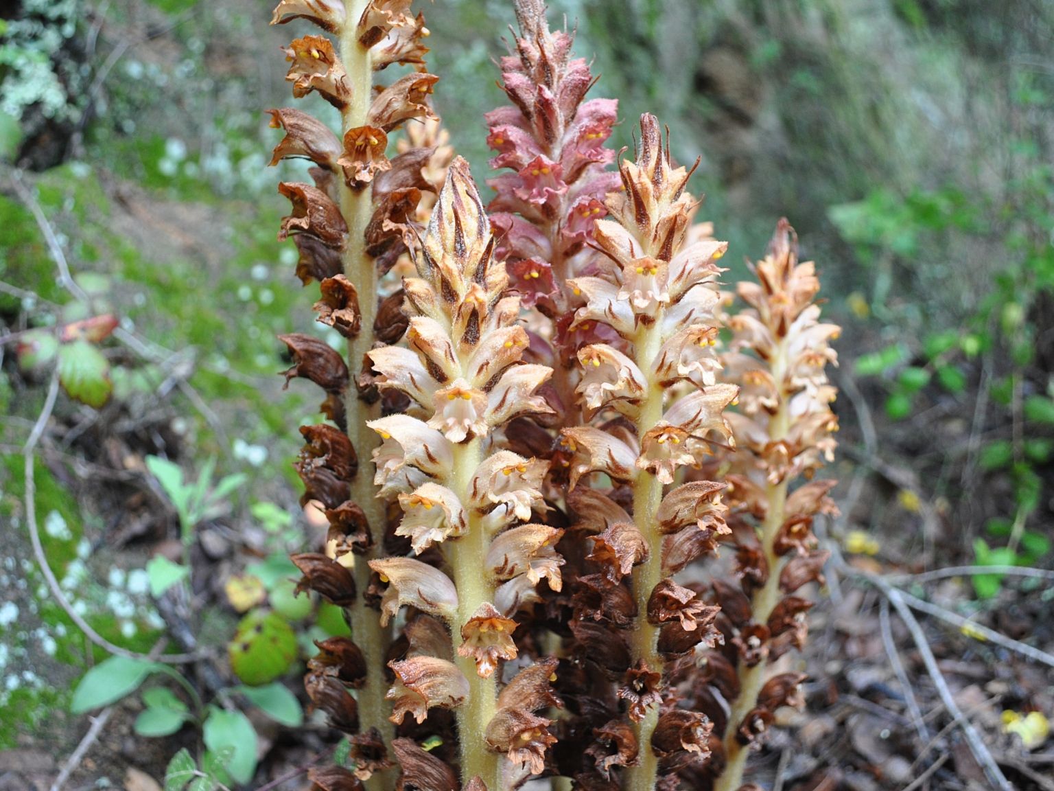 Orobanche rapum-genistae