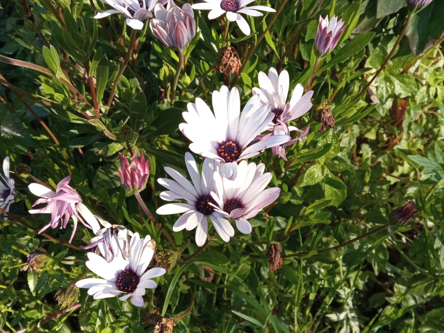Osteospermum ecklonis