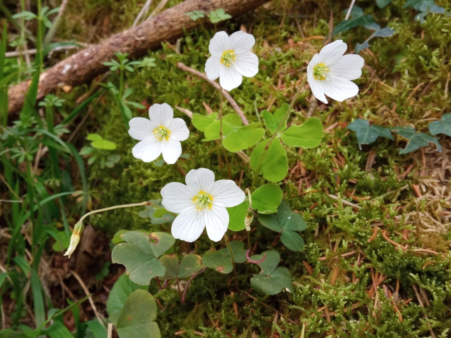 Oxalis acetosella acetosella
