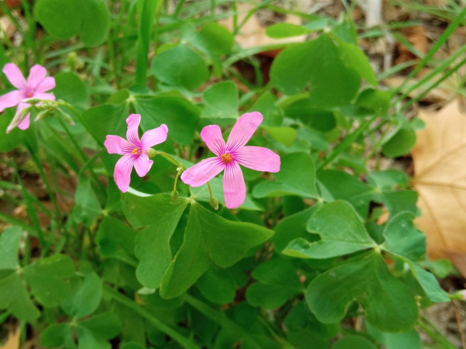 Oxalis articulata