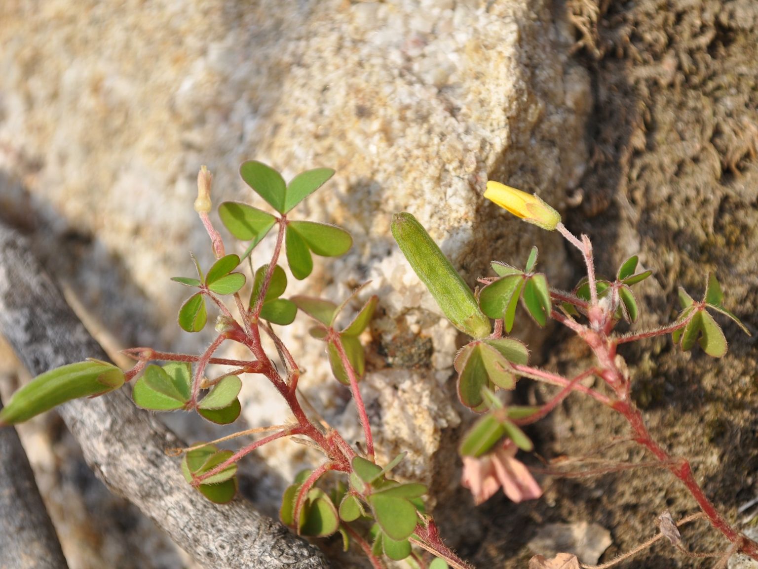 Oxalis corniculata