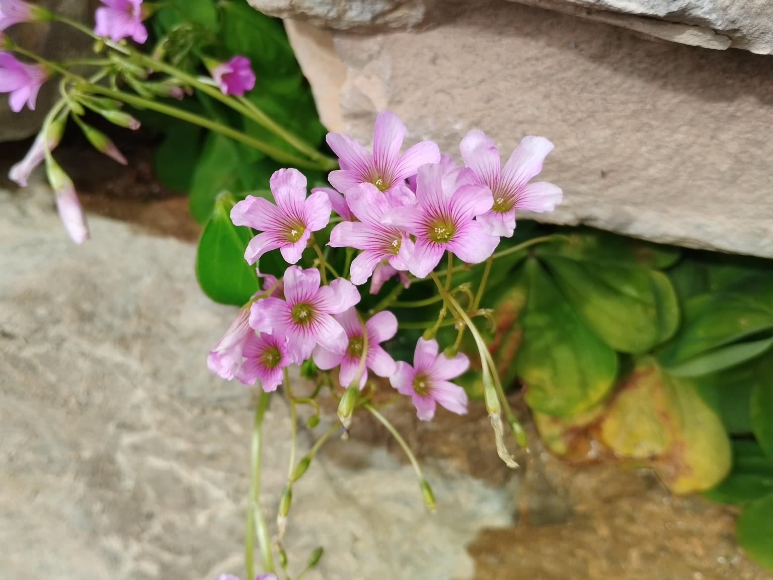 Oxalis debilis