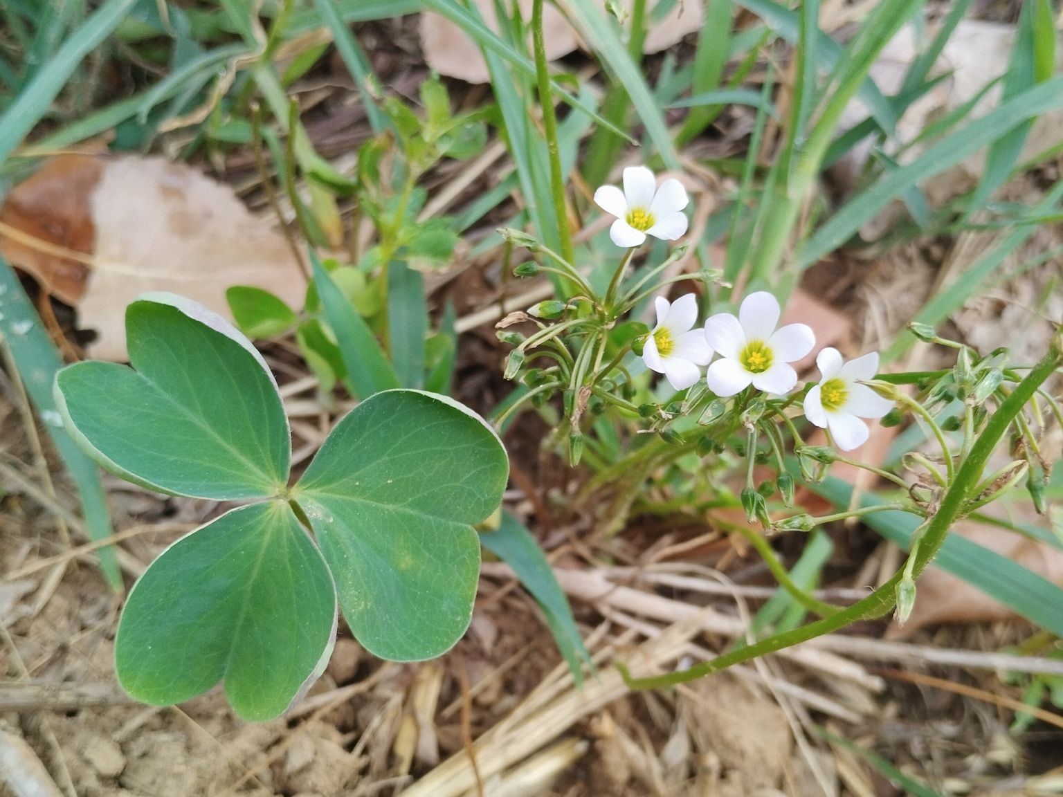 Oxalis vallicola