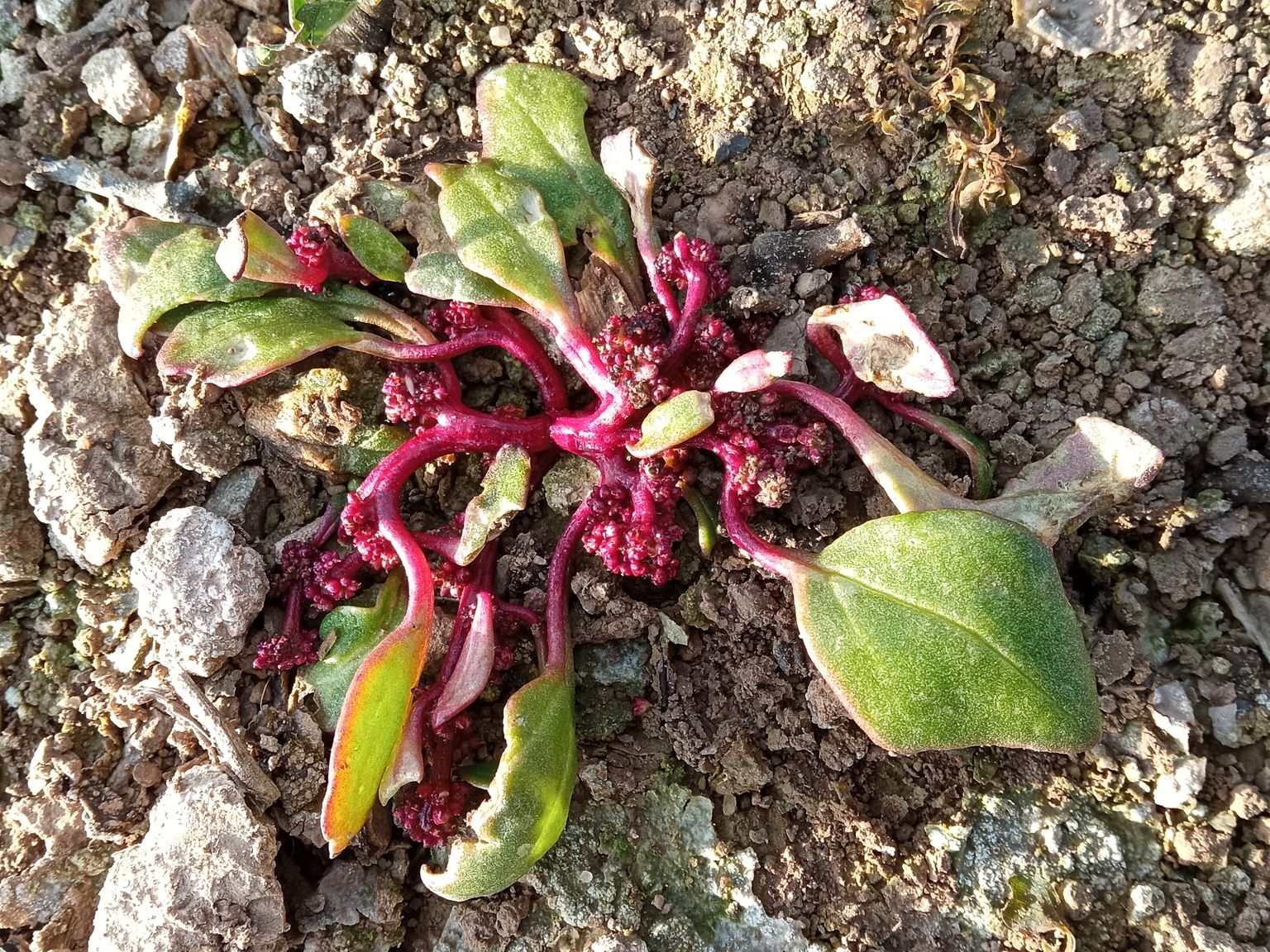 Oxybasis chenopodioides