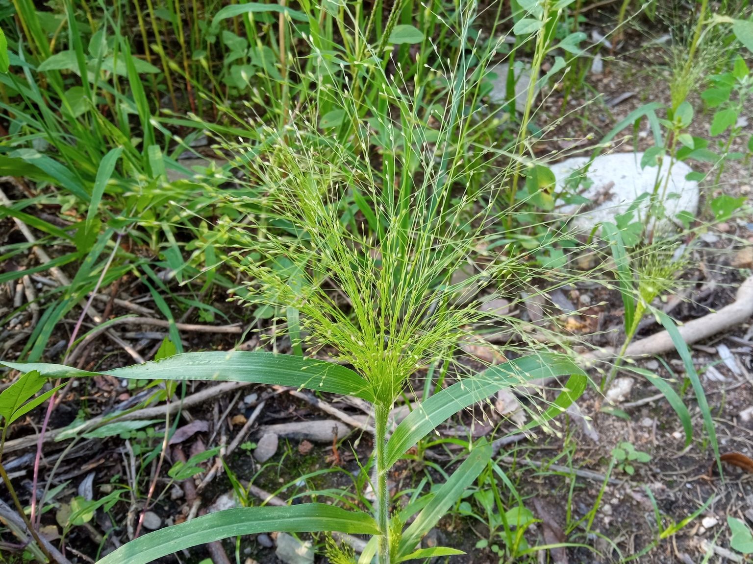 Panicum capillare