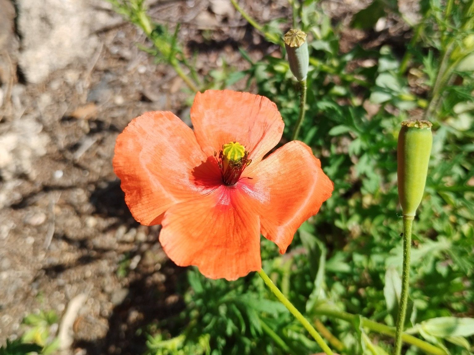 Papaver dubium dubium