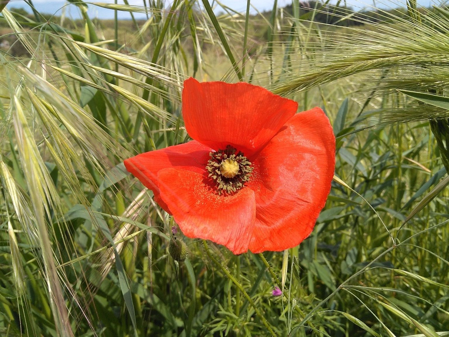 Papaver rhoeas