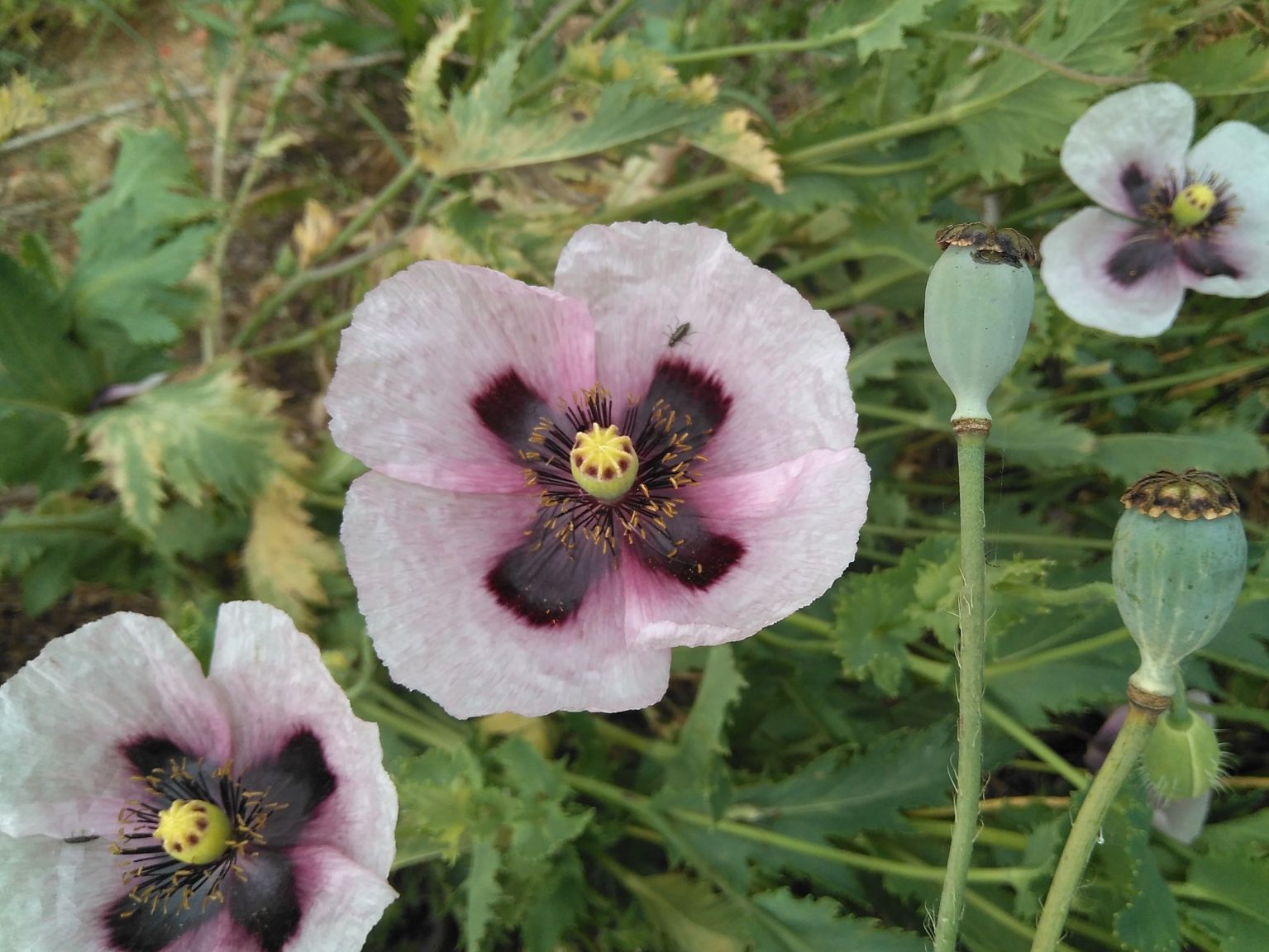 Papaver somniferum setigerum