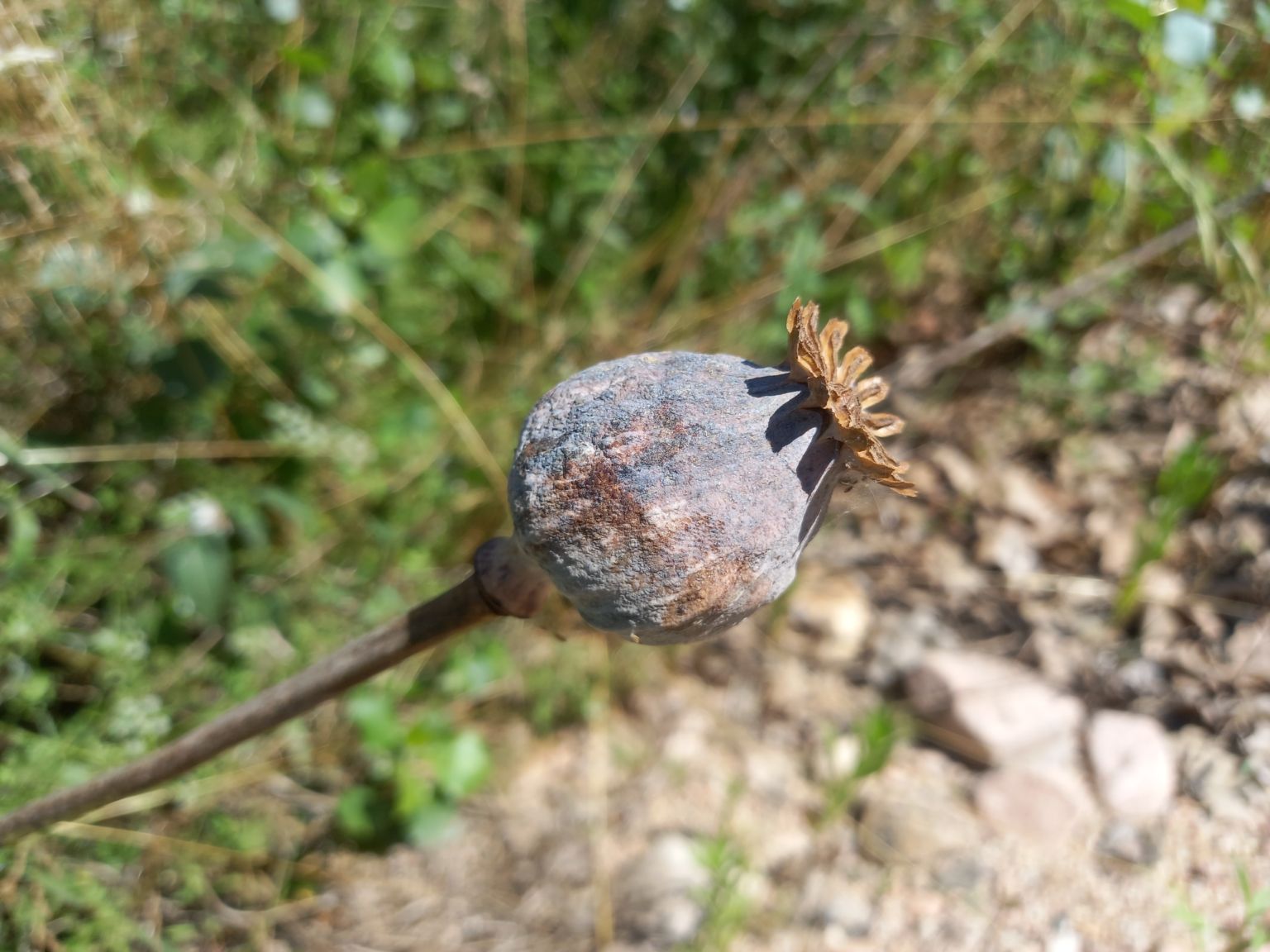 Papaver somniferum somniferum
