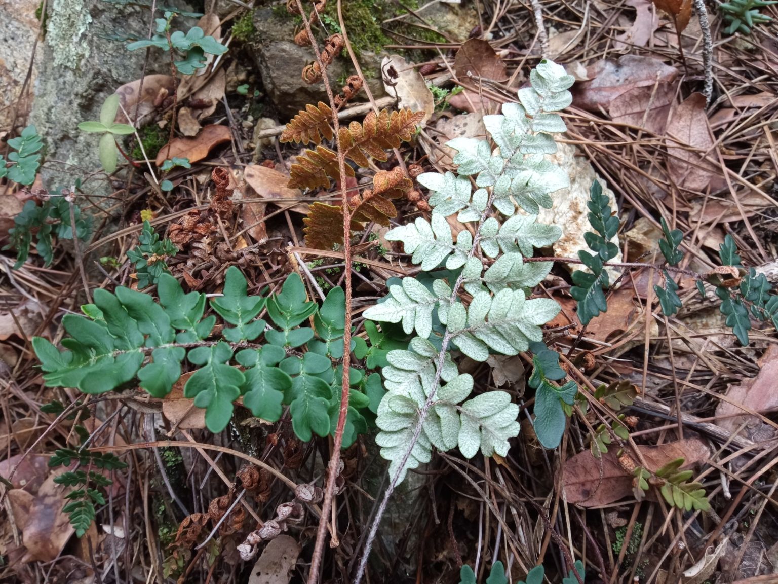 Paragymnopteris marantae