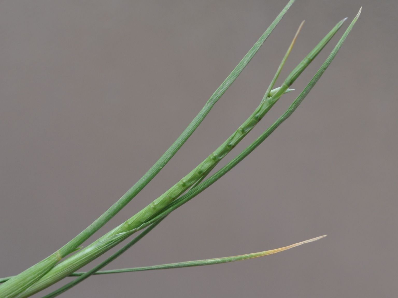 Parapholis cylindrica