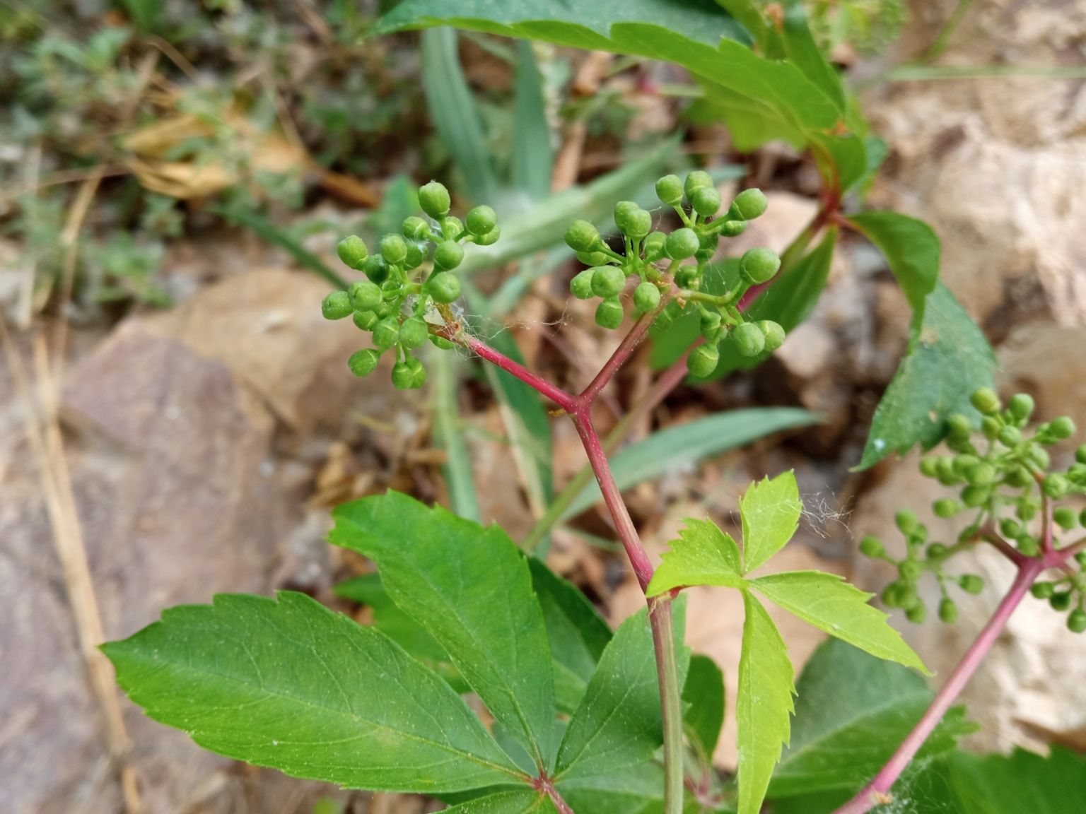 Parthenocissus inserta