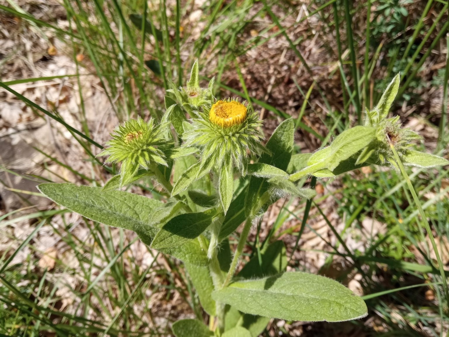 Pentanema helenioides