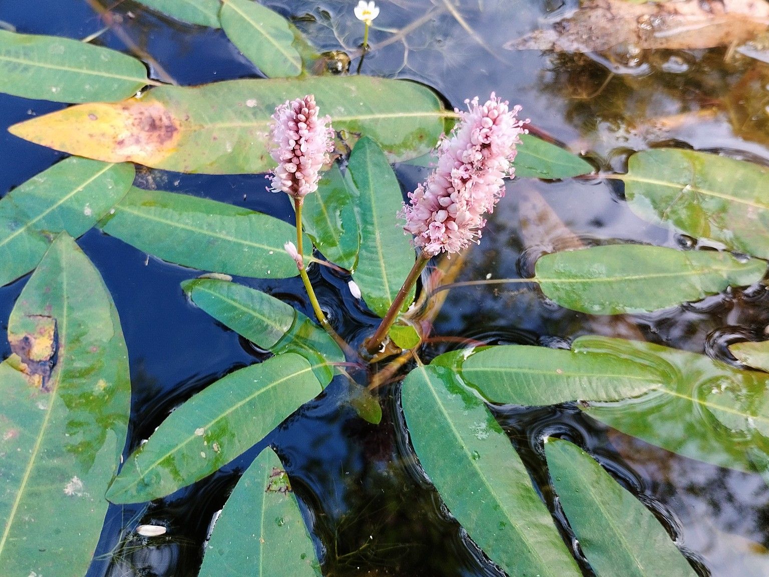 Persicaria amphibia