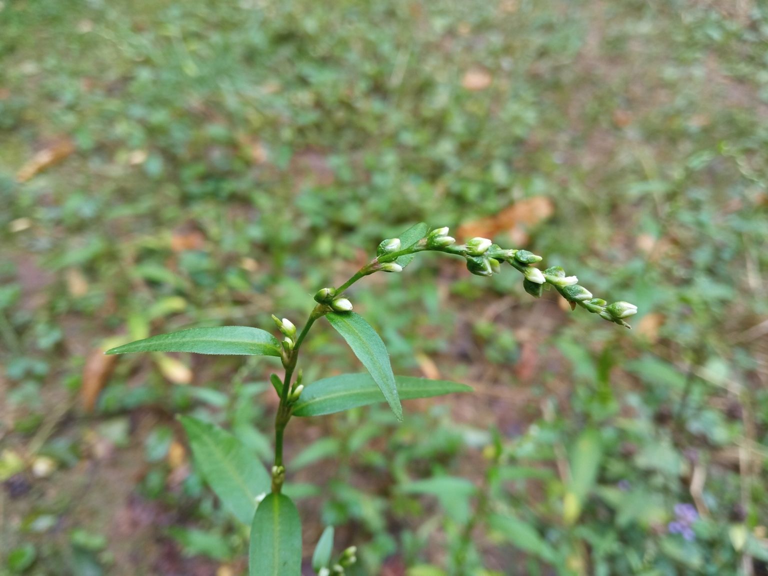 Persicaria hydropiper