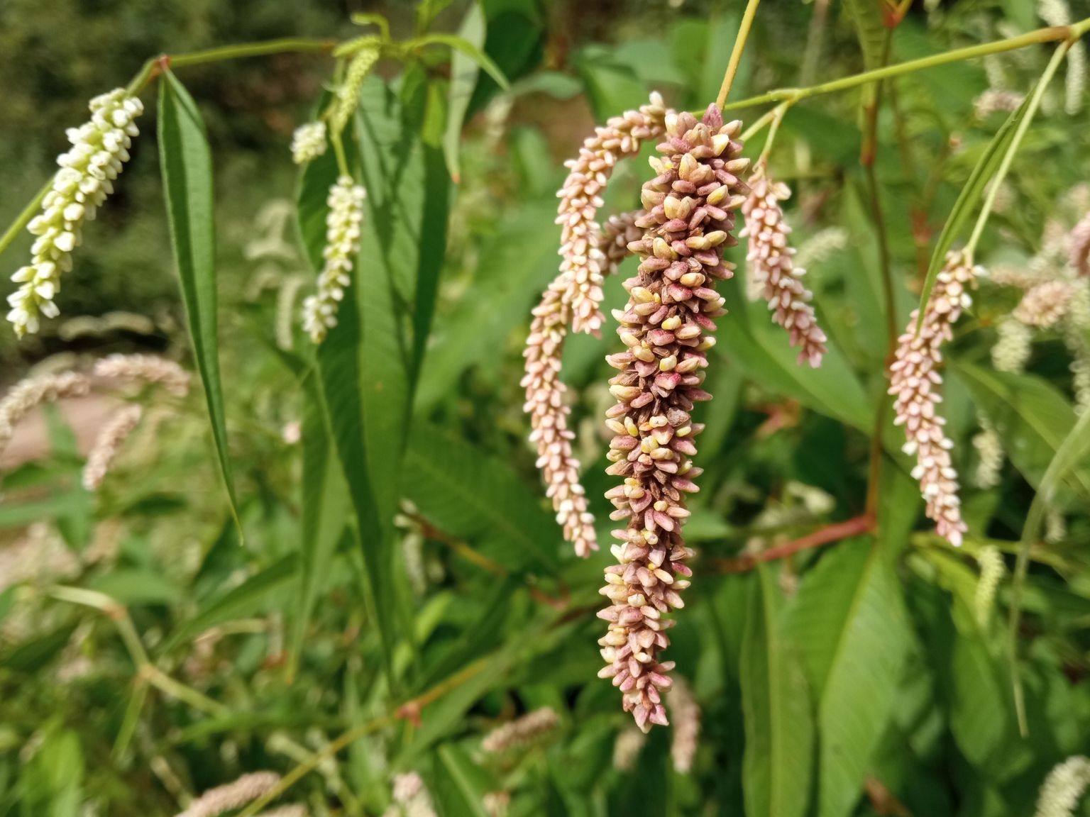 Persicaria lapathifolia