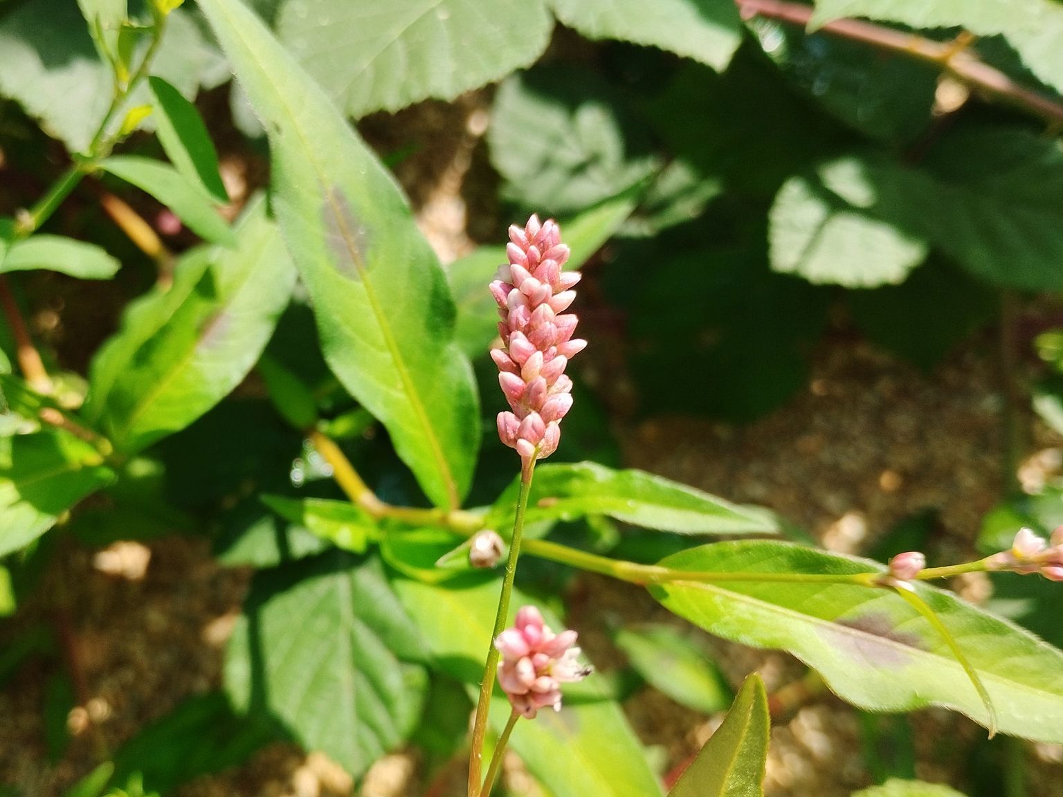 Persicaria maculosa