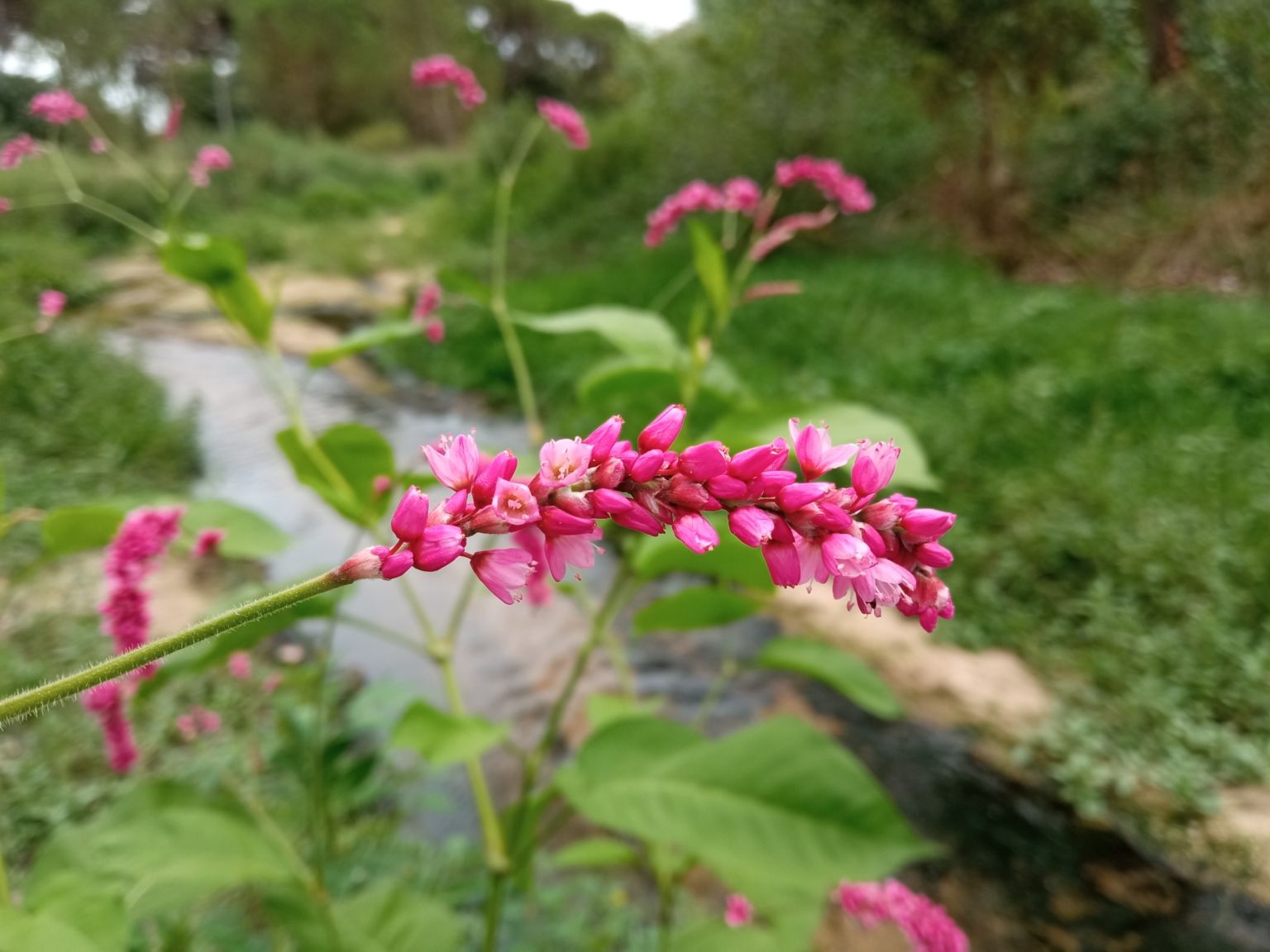 Persicaria orientalis