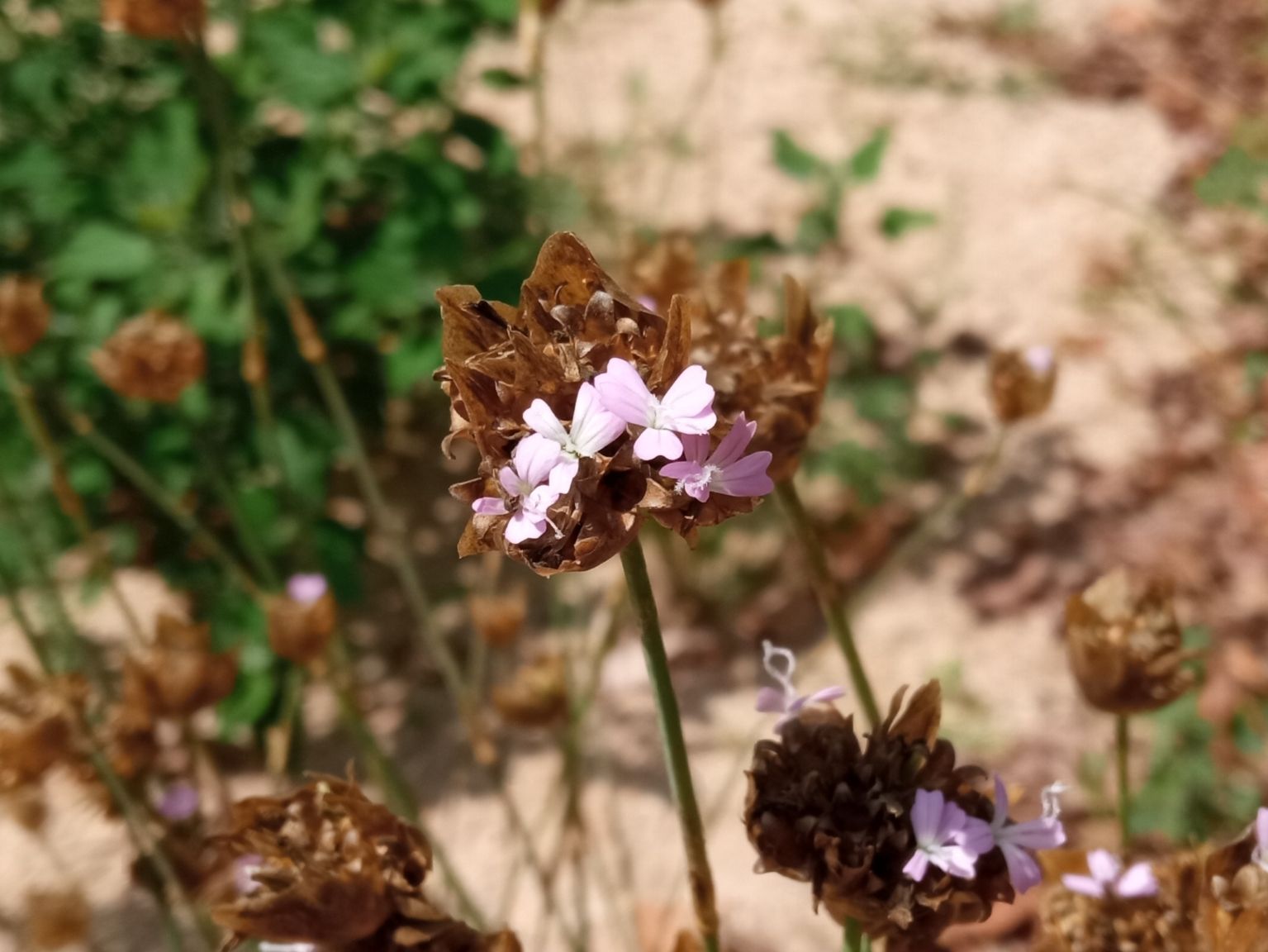 Petrorhagia nanteuilii