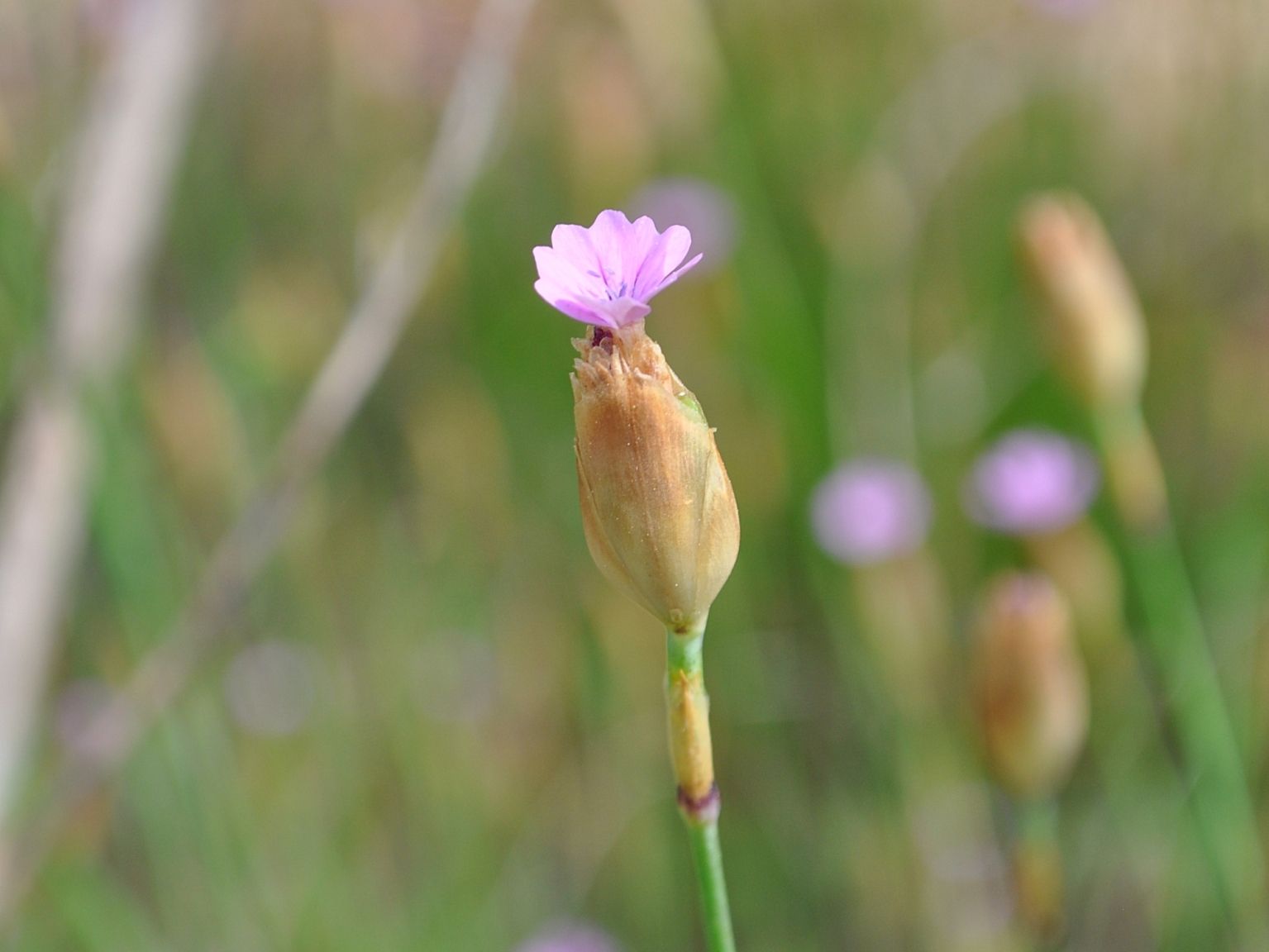 Petrorhagia prolifera