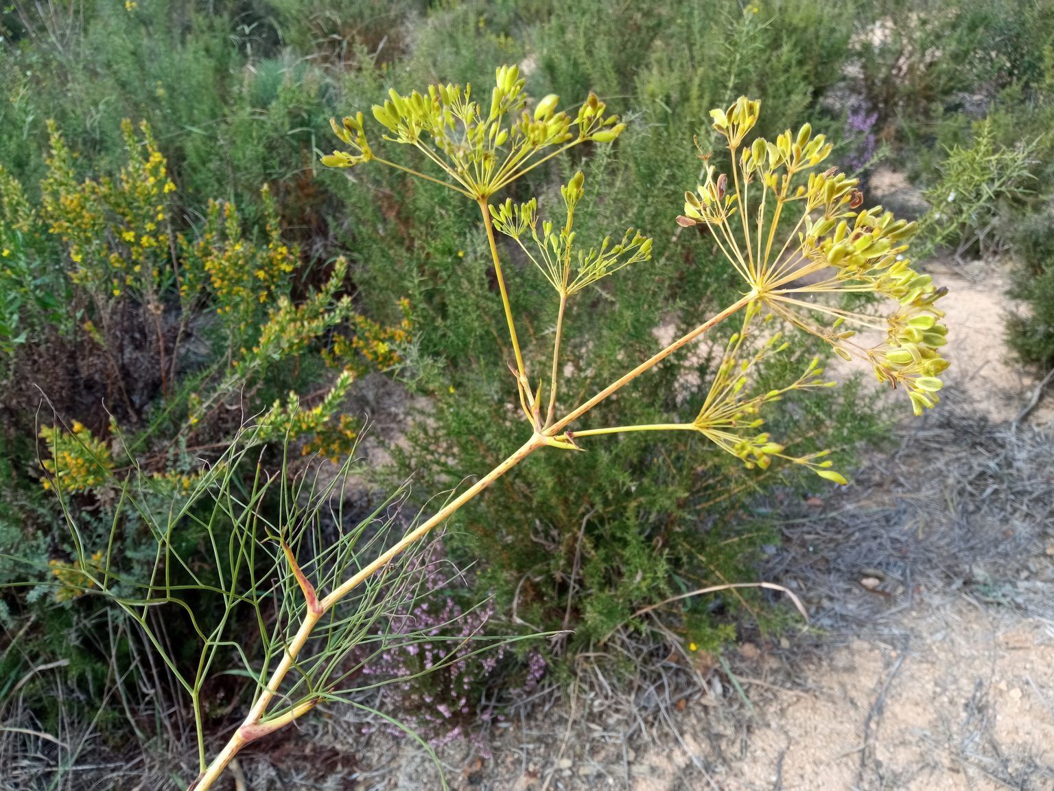 Peucedanum officinale officinale