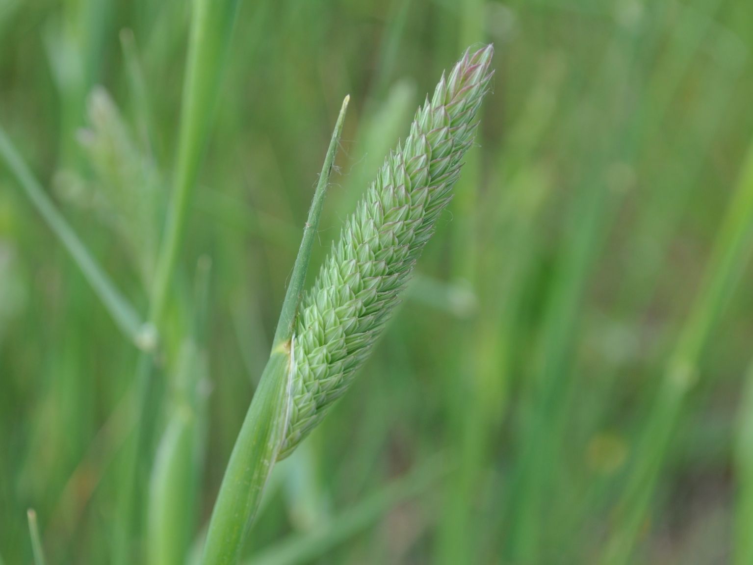 Phalaris aquatica
